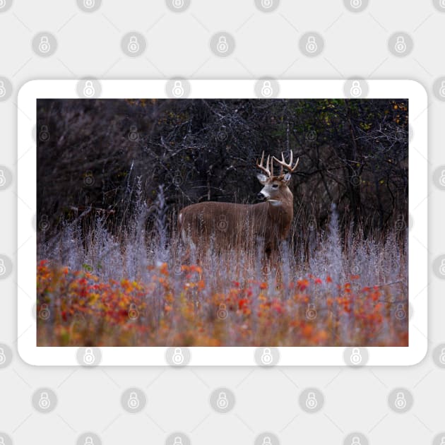 Looking up at royalty - White-tailed Deer Sticker by Jim Cumming